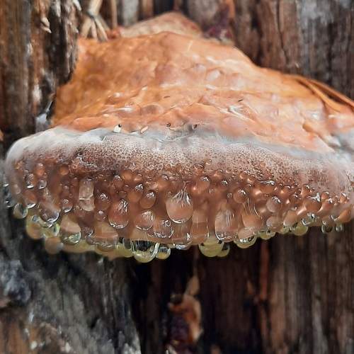 Photo #9469317