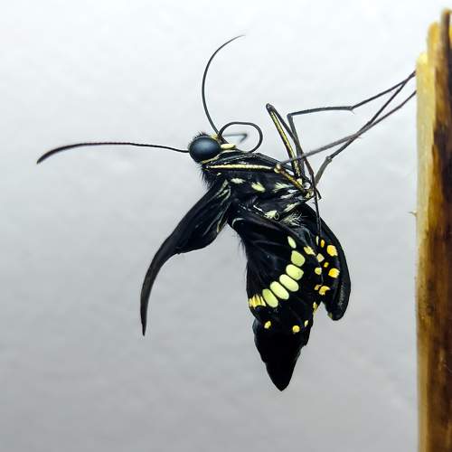 butterfly enlarging its wings
