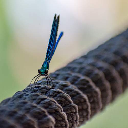 Photo #9470302