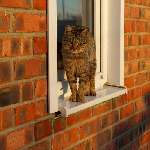 Photo #9470388