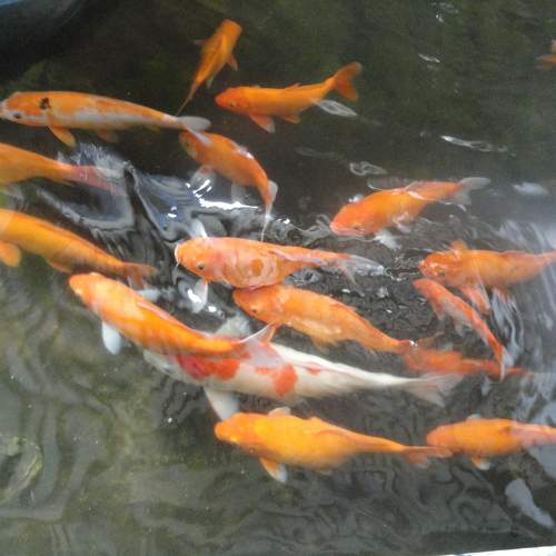 Photo #9473780