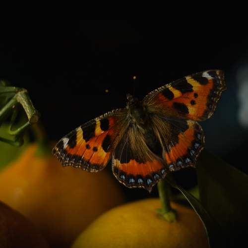 Photo #9473971
