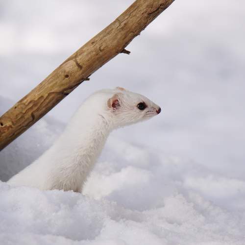 Photo #9479209