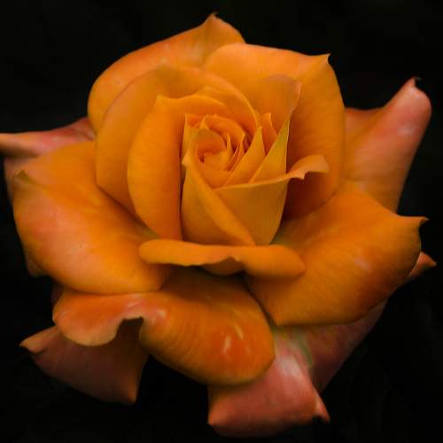 Photo #9480544