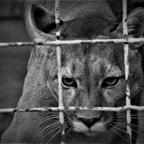 нелегко в неволе жить (it's not easy to live in captivity)