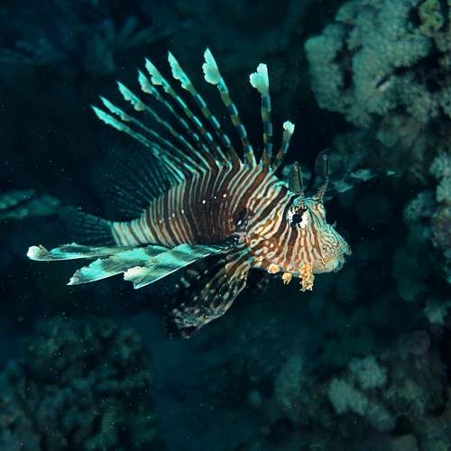 Photo #9481970