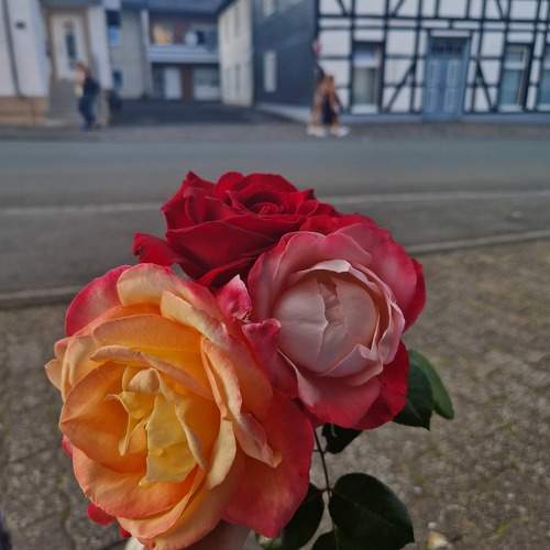 Photo #9482549