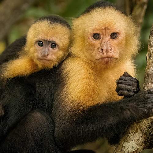 White-faced Capuchins (Cebus imitator)