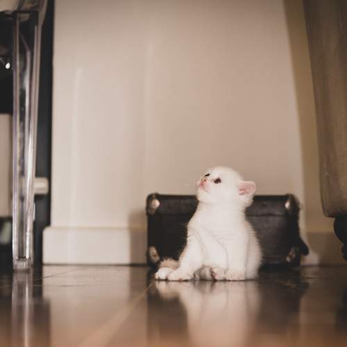 Photo #9485288