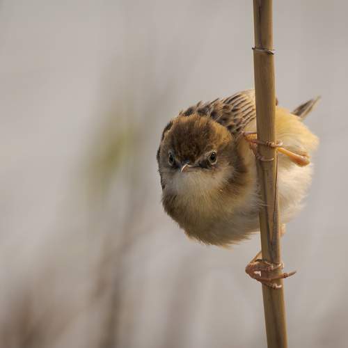 Photo #9486022