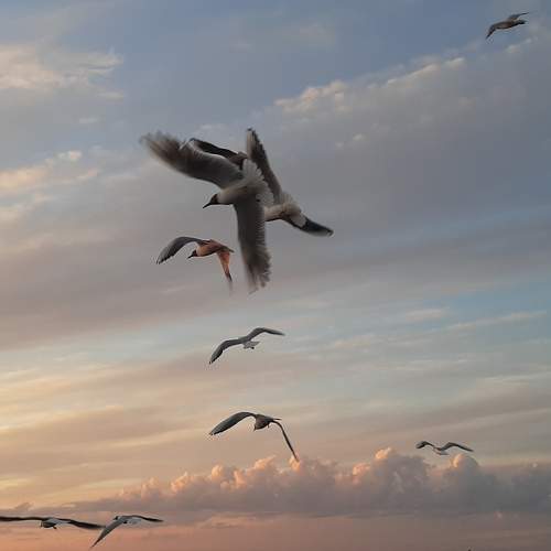 Photo #9486816