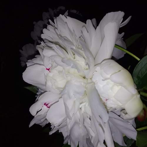 Photo #9487594