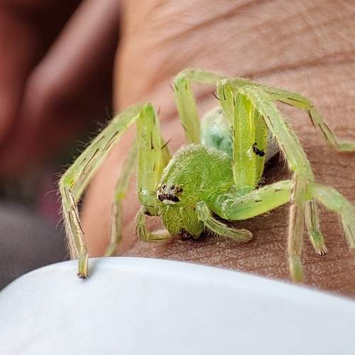 Green Huntsman Spider
