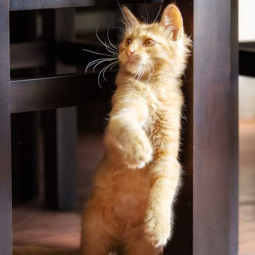 Photo #9489962