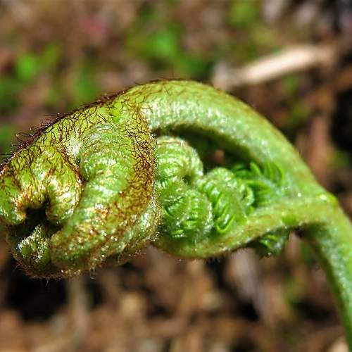 Fern new leaf