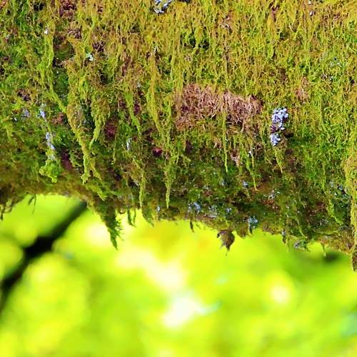 Tree moss