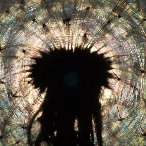 Photo #9490676