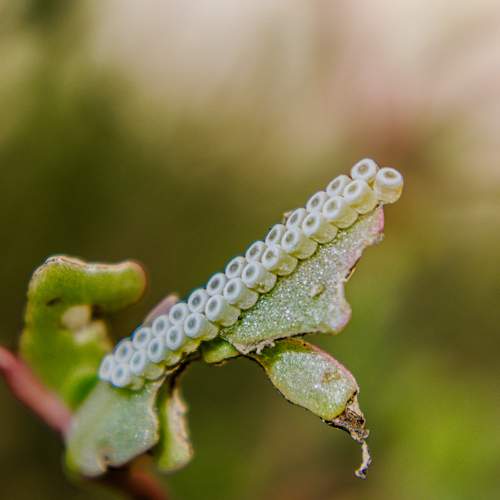 Photo #9490751