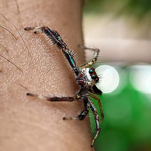 Spider