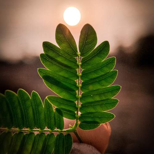 Photo #9490904