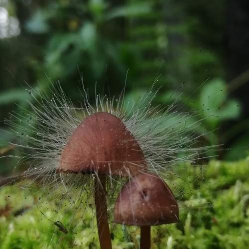Photo #9491087