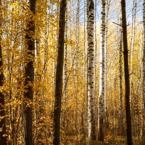 Photo #9491358