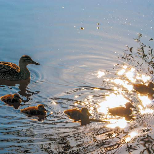Photo #9491515