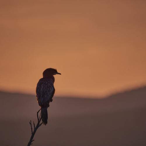 Photo #9491700