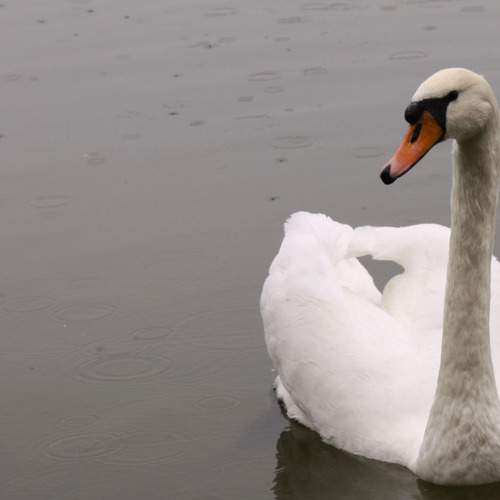Photo #9491892