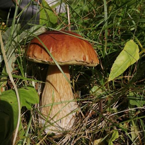 Photo #9492312
