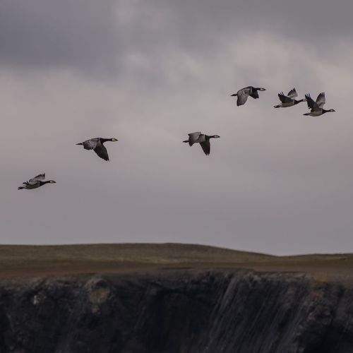 Гуси над тундрой