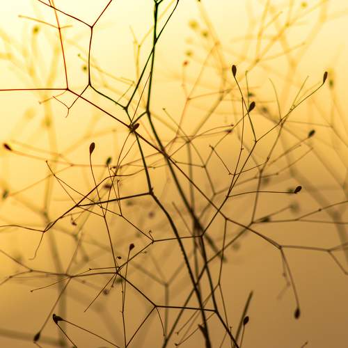 Photo #9492929