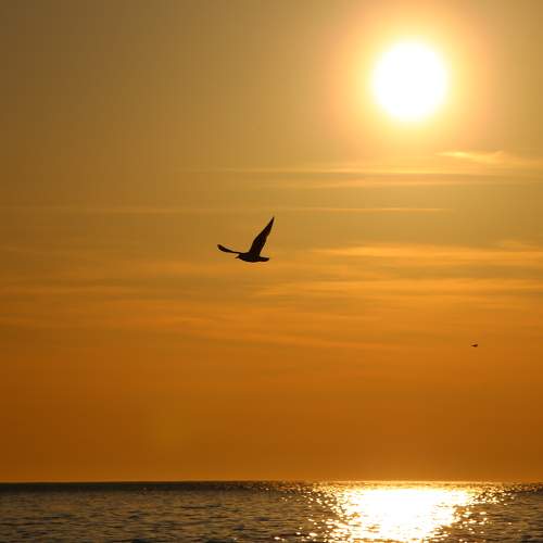 Photo #9495837
