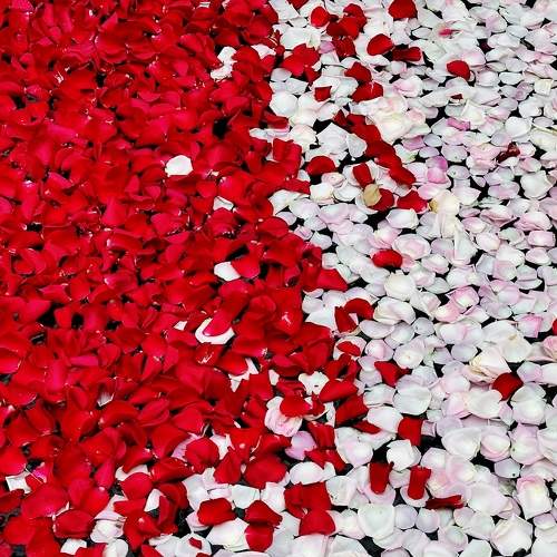 Photo #9495866