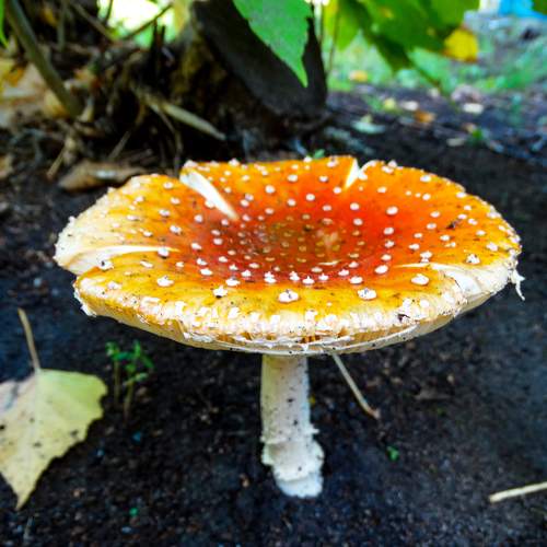 Photo #9496327