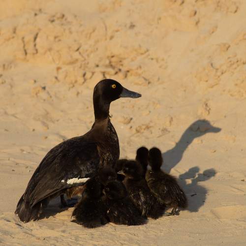 Photo #9497344