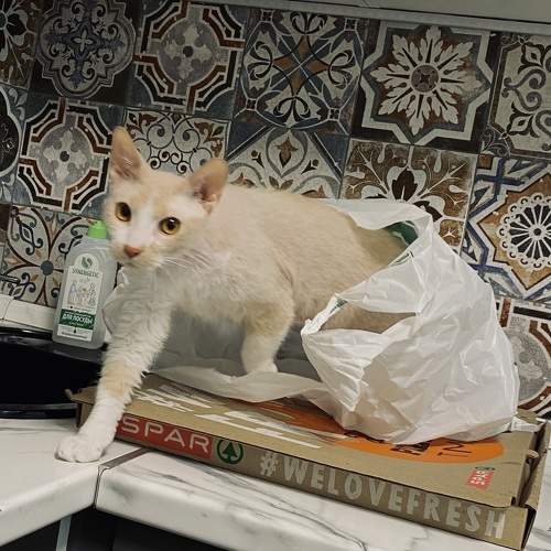 Photo #9497861