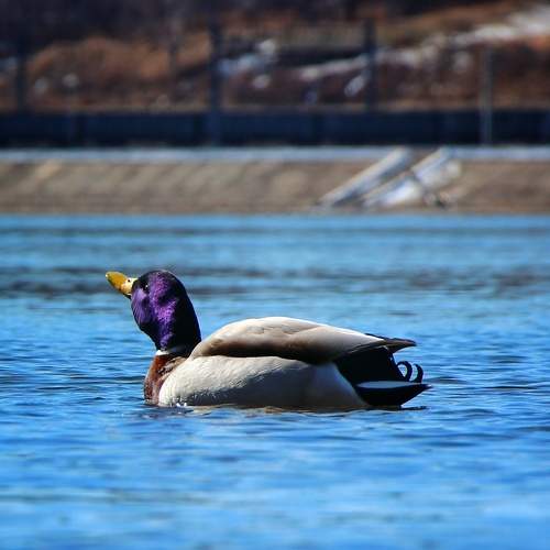 Photo #9498221