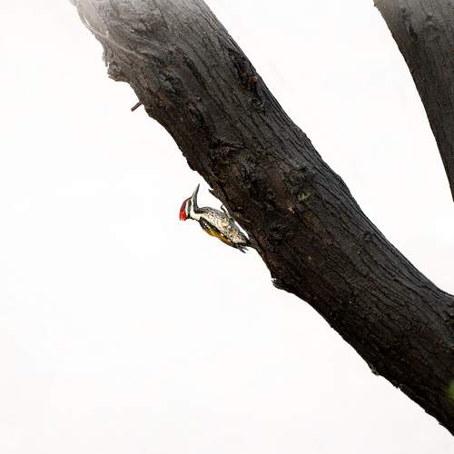 Photo #9498685