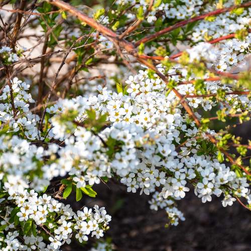 Photo #9499469