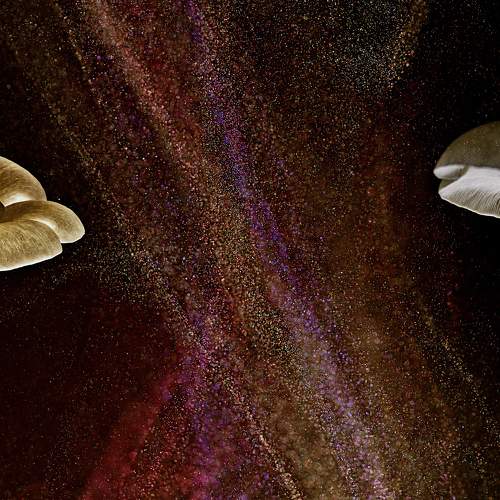 Photo #9499484