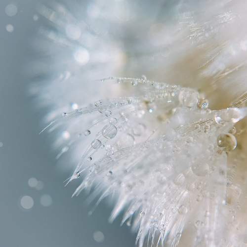 Photo #9499535
