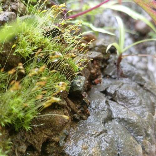 Photo #9500302