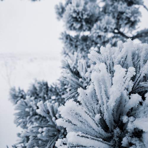 Photo #9500526
