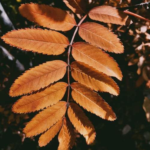Photo #9500746