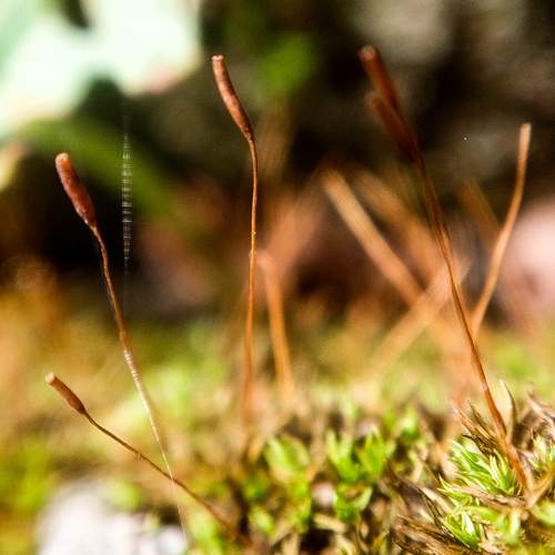 Photo #9501098