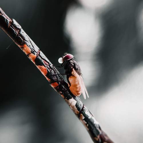 Photo #9501631