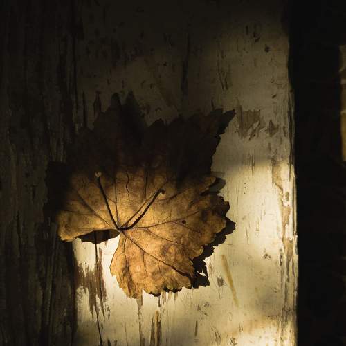 Photo #9502204