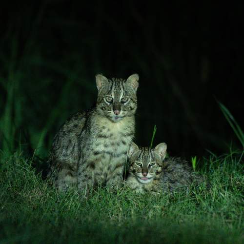 Fishing cat - the ghost of wetlands