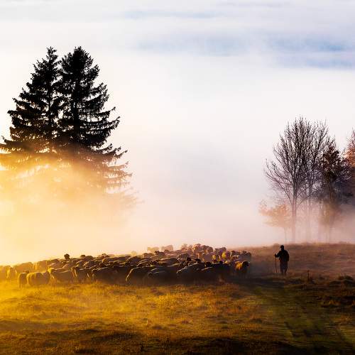 Photo #9503988